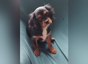 Kavalier king charles spaniel Welpen