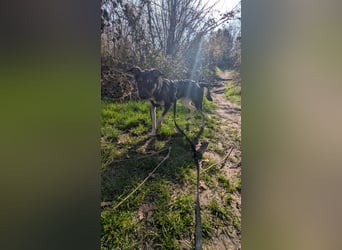 Kleine Paula(8 Mon/39 cm/9,6 kg) sucht Hundefreunde mut Herz
