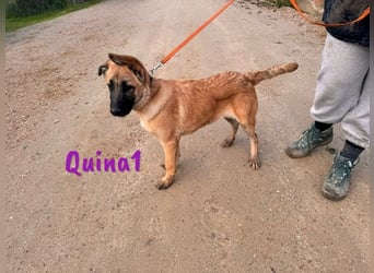 Quina1 06/2024 (ESP) - bezaubernde, aufgeschlossene & soziale Schäferhund-Mix Welpin!