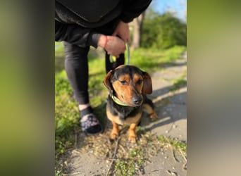 Amigo, geboren 08.04.2023, 35cm sucht sein Zuhause
