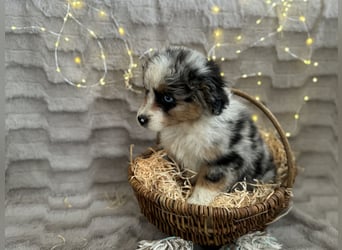 Wunderschöne Mini Aussies ab sofort ausziehbereit