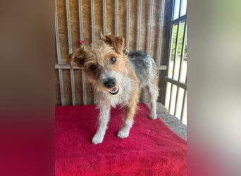 Figo, Foxterrier-Mix, Rüde, geb. am 01.01.2024, 40 cm