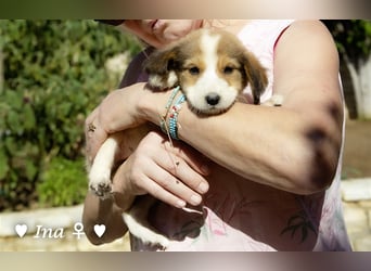 Fünf mittelgroße Welpen suchen ein Zuhause