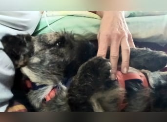 Mona – kleine Herzenshündin sucht ihr Für-immer-Zuhause