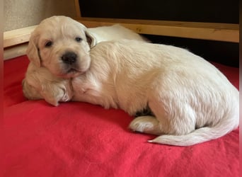 Zuckersüße Golden Retriever Welpen