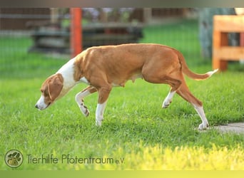 Roxy sucht ein Zuhause