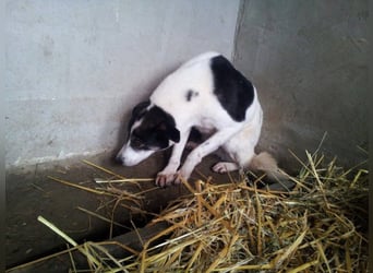  MILA ist mit Abstand das ärmste Hundemädchen, das wir kennengelernt haben