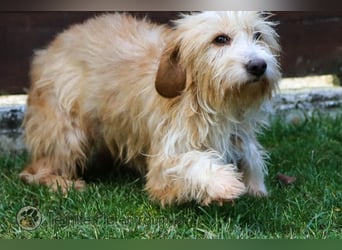 Goldy, goldiges Hundemädchen sucht ein Zuhause