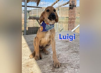 Luigi,geb.05/24,lieber Kämpfer sucht seine Familie