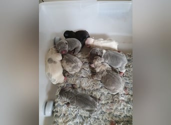 Süsse Frenchies werden in ca 8-12 Wochen nach der Geburt abgegeben