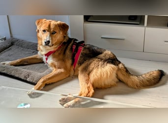 junger, kinderlieber Mischlingsrüde Luke aus Korschenbroich sucht dich!