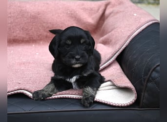 bezaubernde Tibet Terrier Welpen aus liebevoller Zucht dürfen Ende Juli ausziehen..