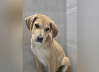  Flopsy – Kleines Herz auf der Suche nach seinem großen Glück 