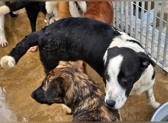 Milla - Gute-Laune-Hund wartet auf Sie