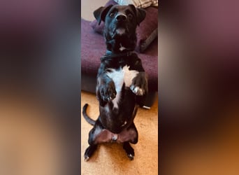Oreo sucht erfahrenes Zuhause
