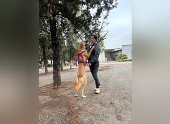 ALICIA-jung, wachsam, neugierig, klug, verspielt ,loyal, verspielt auf der Suche nach ihrem Zuhause