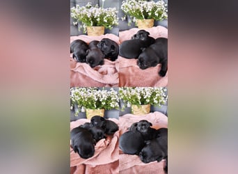 Mops Altdeutsche Mopszucht