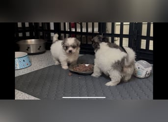 Maltipoo - Welpen - Rüden und Hündin