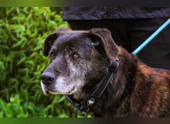Nero, Mix Schäferhund / Castro Laboreiro, lieb und sozial