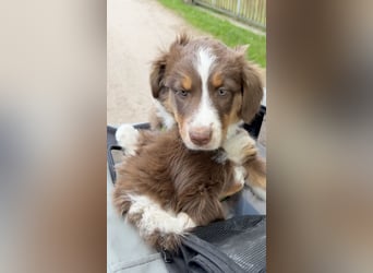 1 kleine Australian Shepherd Hündin( Welpe) braun/redtri (Minimix/Reinrassig)+ Gesundheitszeugnis