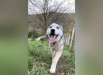 Lobo - wunderschöner Husky