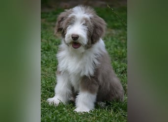 · BEARDED COLLlE WELPEN  · Ein faible für das Besondere!