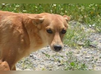 Mel, eine von zwölf zurückgebliebenen Hunden sucht ein neues Zuhause