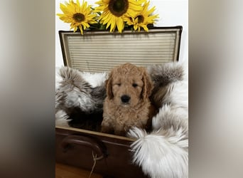 Goldendoodle F1 medium