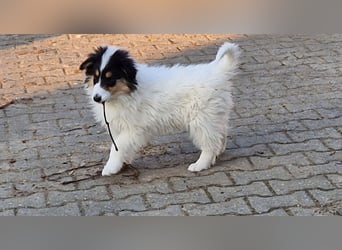 umzugsbereit, Reinr. Colliewelpen m. Ahnentafel zu verk.