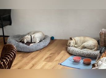 Latte sucht noch immer ein zu Hause