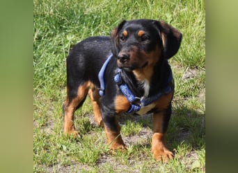 Amy - kleines kuschliges Körbchen gesucht
