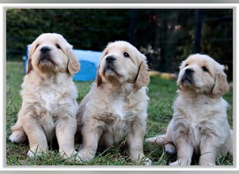 Golden Retriever Welpen vom Thüringer Wald