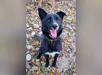 Freundlicher LEWI ist ein absoluter Gute-Laune-Hund