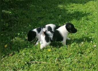 Foxterrier 