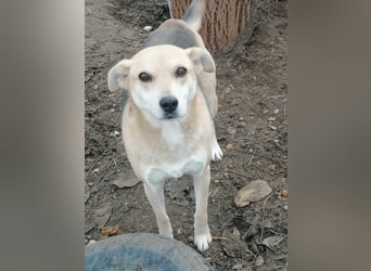 Lupita - Goldschatz sucht liebevolle Familie