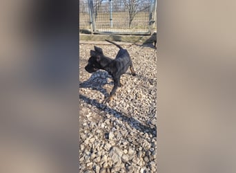 Leila, ein bezauberndes zartes Hundekind !