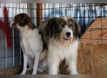 Rocky sucht ein ruhiges Plätzchen