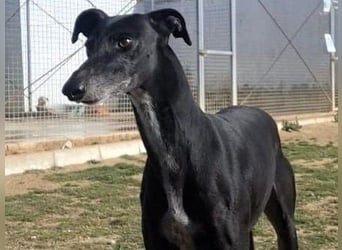 Maria4 geb. 01/2018 (ESP) - verspielte und gesellige Galga!