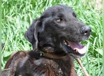 Vigor - sanfter Hundemann mit langen Beinchen