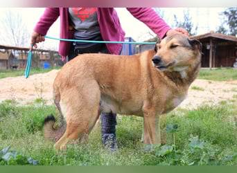 Kaleb, Mix Labrador / Rafeiro Alentejano, lieb und sozial