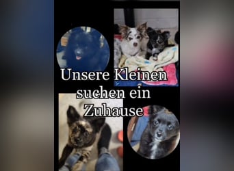 süsse kleine Welpen suchen noch ein Zuhause