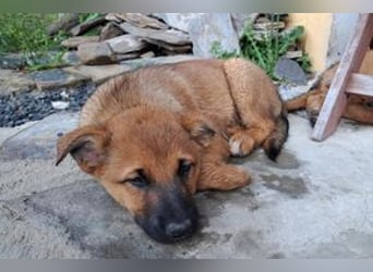 Brauni, ein verspieltes Hundekind auf der Suche nach einem Zuhause fürs Leben