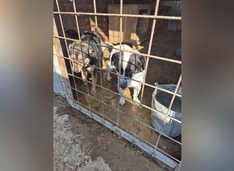 Kleiner Poldi(2 Jahre/35 cm/9 kg) sucht seine Familie