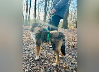 hübscher Ibun sucht verständnisvolles Zuhause