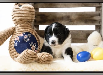 Zuckersüße kleine  Australian Shepherd Babys