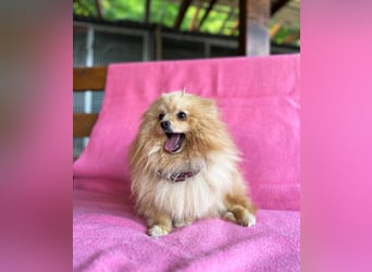 Puppe