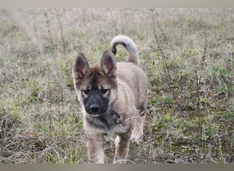 Eurasier - A. Malamute Hybrid-Welpe: Hündin, Name: Ajuma