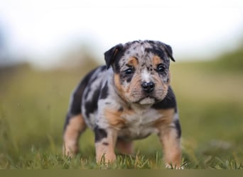 Unglaublich schöne American Bully Welpen!