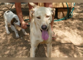lieber Balu ist auf der Suche nach seinem Zuhause