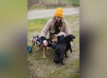ROBY - der lebensfrohe, verschmuste Rüde mit Handicap träumt von einer eigenen Familie